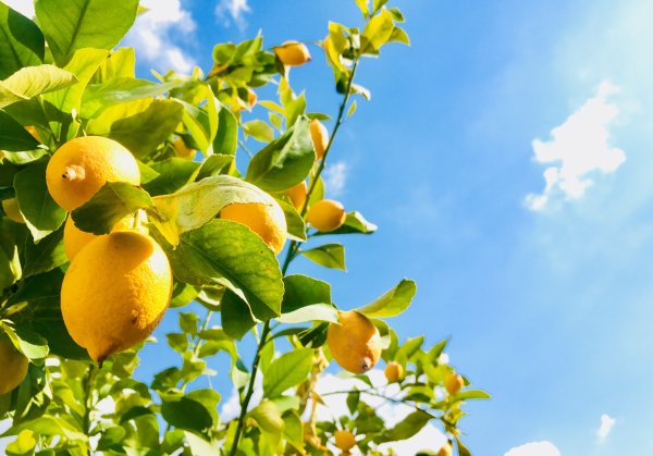 Хайфа лимонное дерево