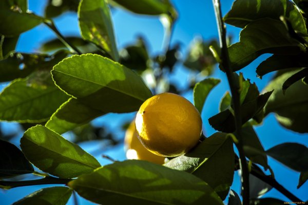 Листья лимона фото