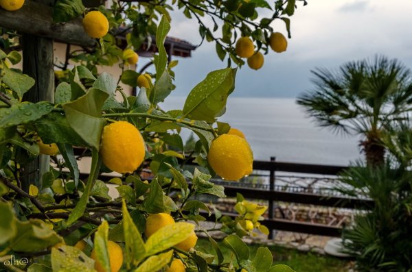 Цитрус (Citrus) – лимон дерево
