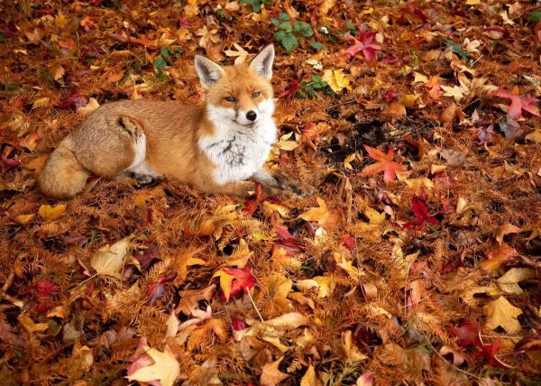 Осень в лесу животные