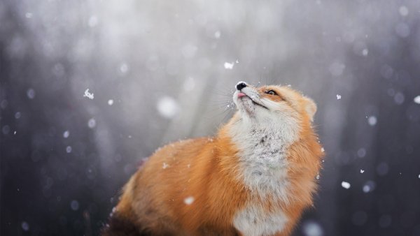Лиса в снегу