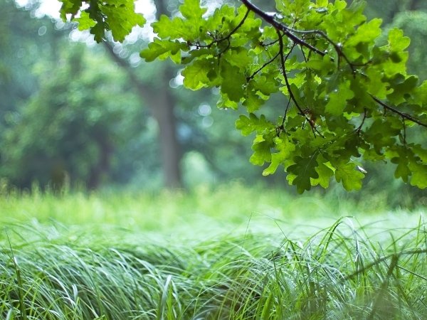 Зелень лес