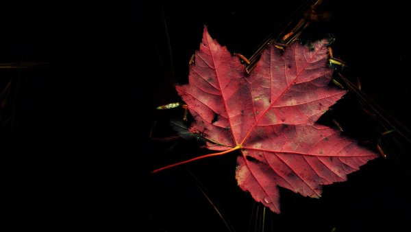 Осенние листья темные