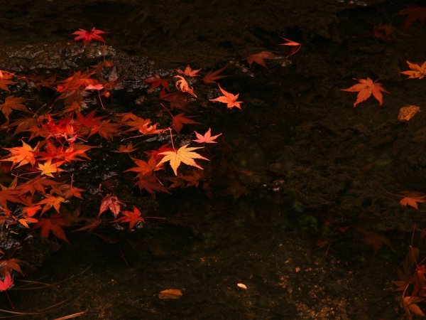 Листья на темном фоне