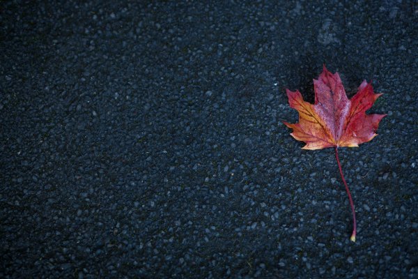 Листья клена осенью на темном фоне