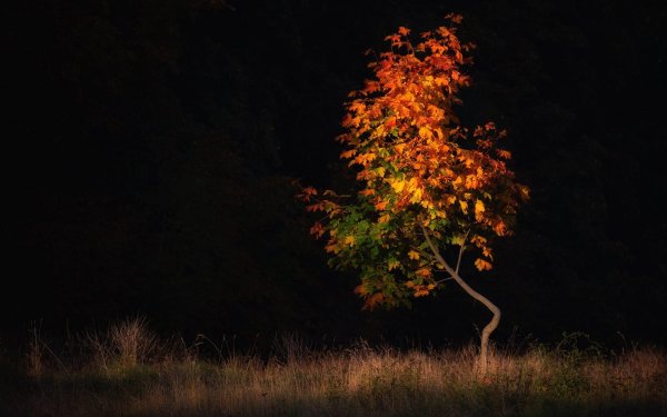 Осеннее дерево на черном фоне