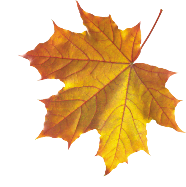 Осенний желтый кленовый лист на прозрачном фоне