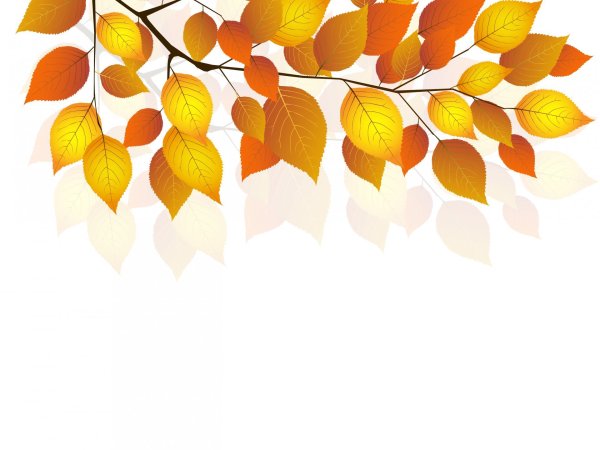 Листья на белом фоне осень