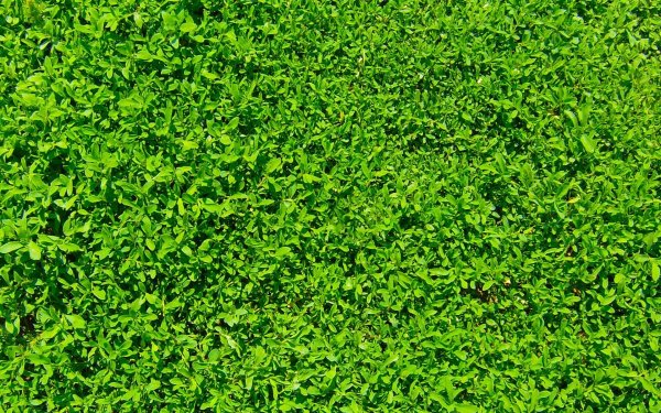 Текстура травы