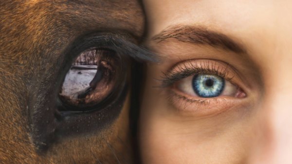 Глаз лошади и человека