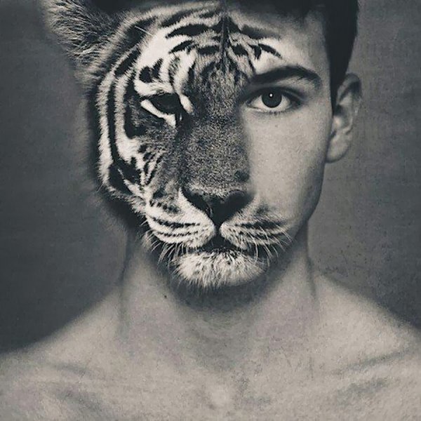 Половина лица тигра