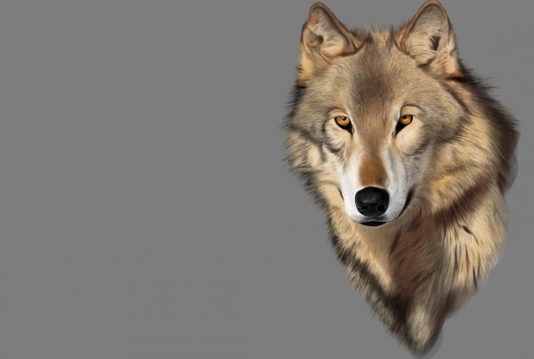 Красивая морда волка