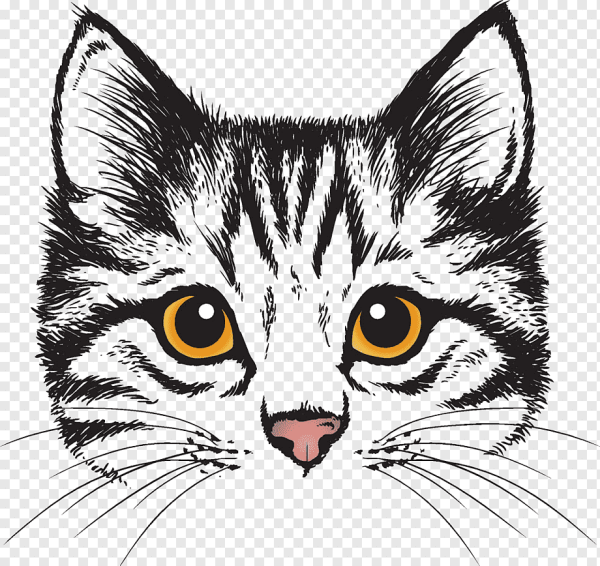 Морда кошки рисунок
