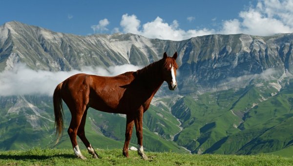 Кабардинская порода лошадей Северная Осетия