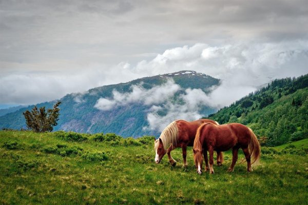 Лошади пасутся в горах