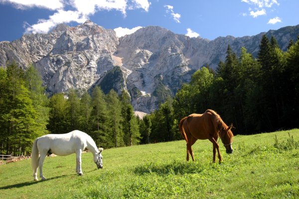Природа Кыргызстана с лошадами