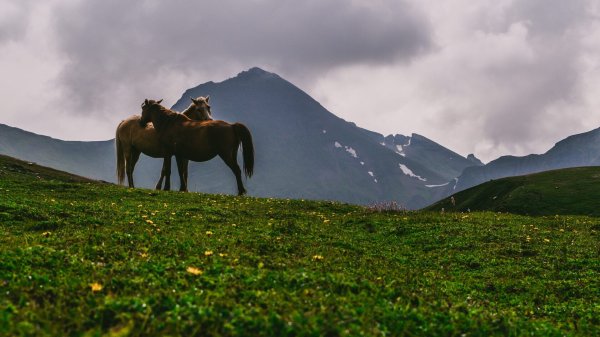 Кавказские горы Северная Осетия лошади