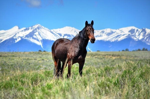 Лошади в горах Кавказа