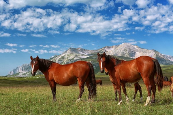 Природа Башкортостана конь скакун