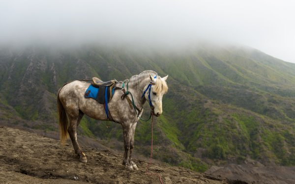 Алтайская вьючная лошадь