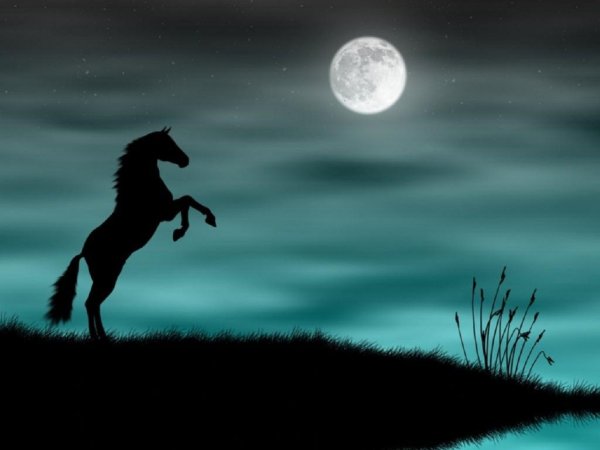 Ночью в поле с конем