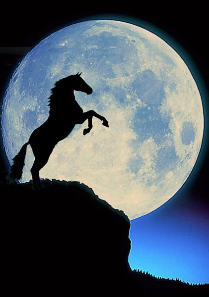 Лошадь под луной