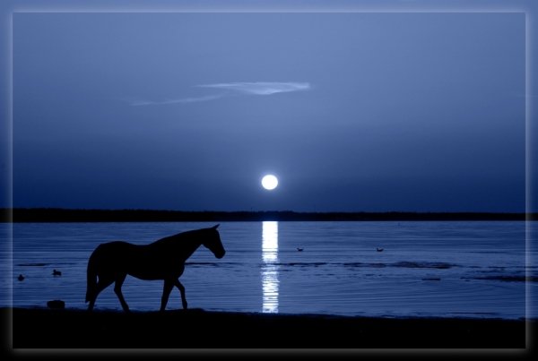 Лошадь под луной