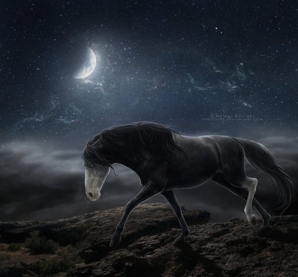 В ночное на лошадях