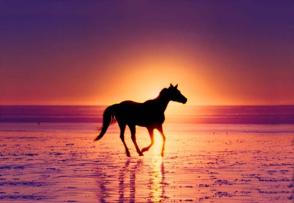 Лошадь на фоне заката