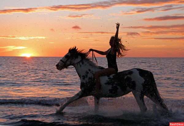 Лошади на закате на берегу моря