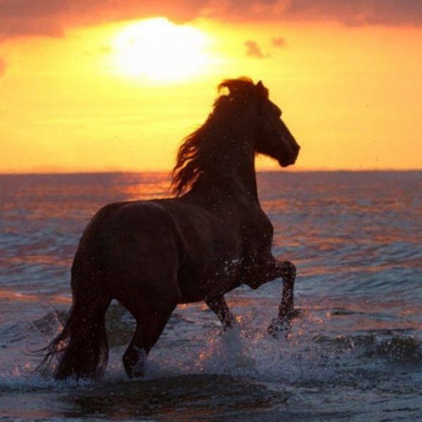 Лошадь на Восходе