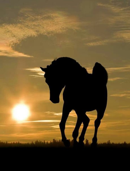 Конь на фоне солнца