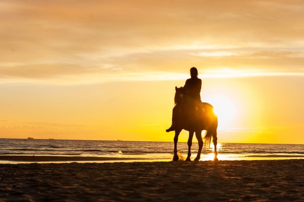 Лошадь на фоне солнца