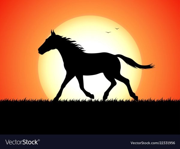 Силуэт лошади на фоне заката