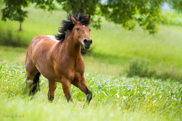 Животные лошади красивые