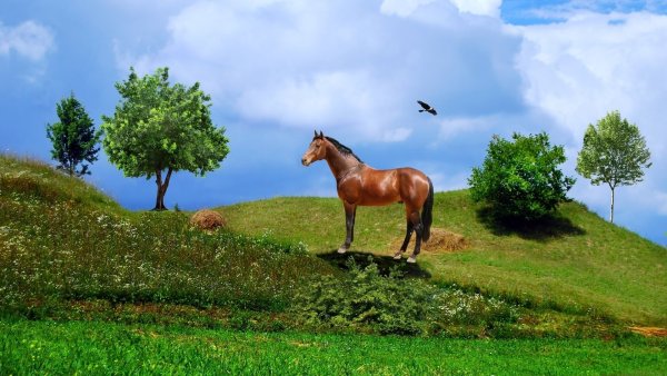 Лошади на природе