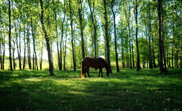 Лошадь в лесу летом