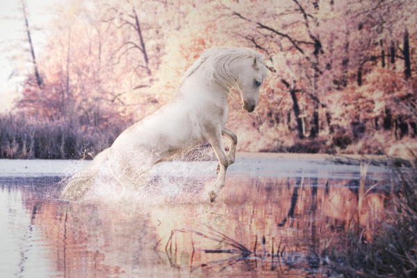 Лошадь возле воды