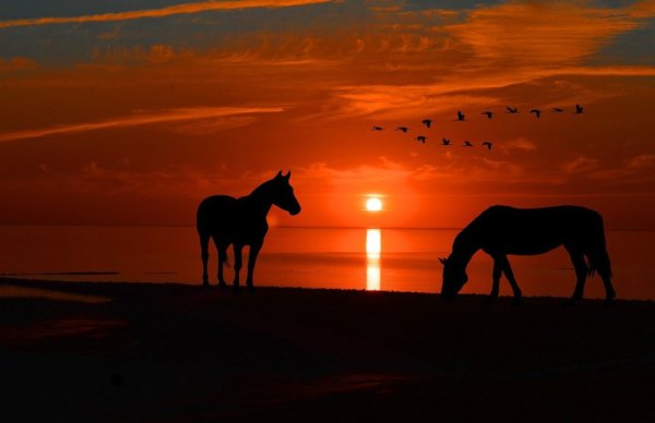 Лошадь на море закат