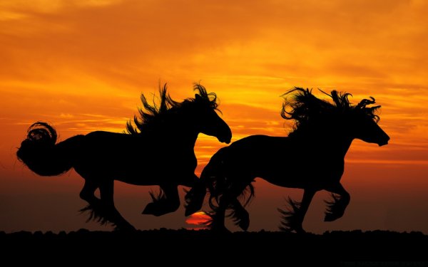 Табун лошадей на закате