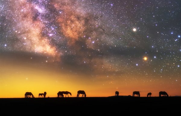 Лошади на фоне ночного неба