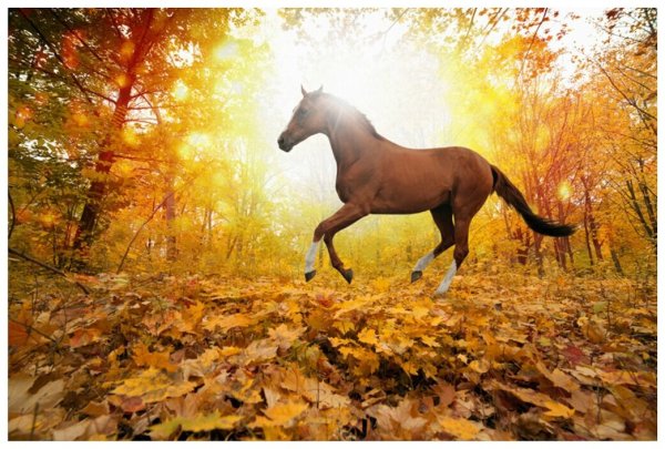 Лошадь в осеннем лесу