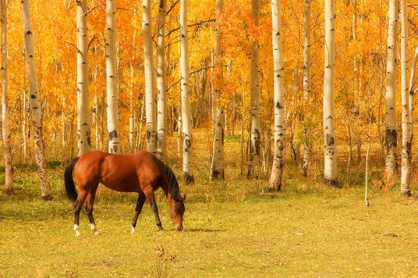 Конь в осеннем поле