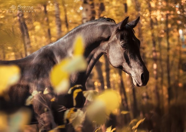 Осенний фон лошадь