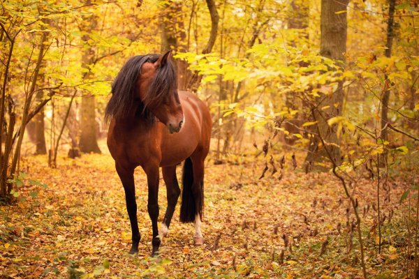 Осенние лошадки
