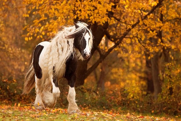 Осень белая лошадь