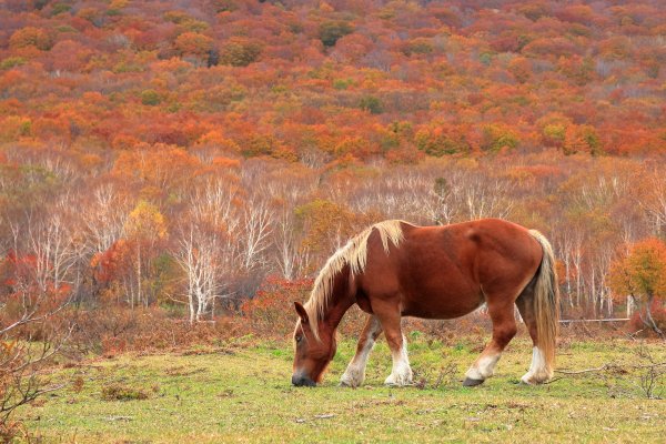 Лошади осенью