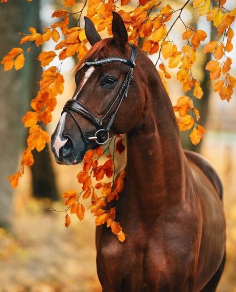 Лошадь осень