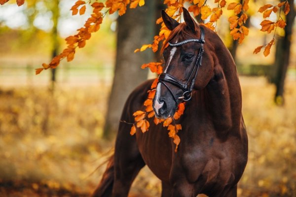 Конь осень
