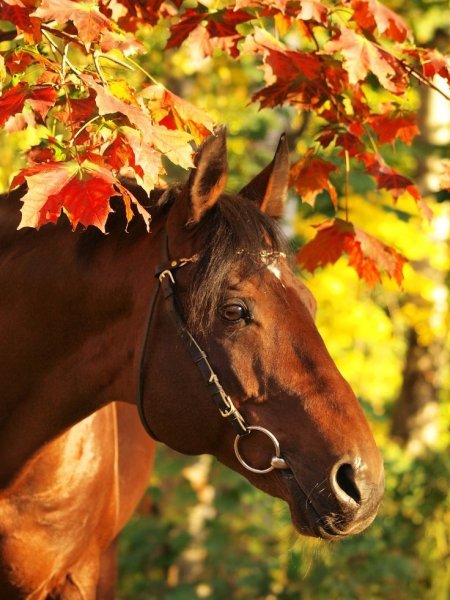 Картина осень и кони